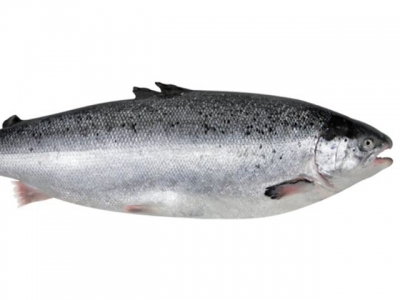 Artificial salmon gut developed to ease cost, time in feed trials