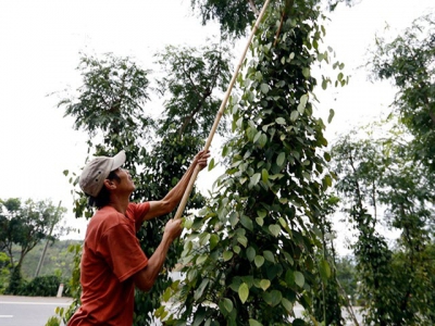 Junes pepper exports up 58.8 per cent