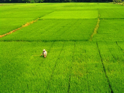 Tập trung phòng trừ sâu bệnh gây hại lúa cuối vụ hè thu