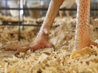 How excess protein robs broiler profitability