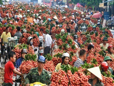 Lychee revenue in Bắc Giang reaches 60-year high of US$262.6 million