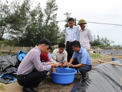 Mô hình nuôi tôm hai giai đoạn cho lợi nhuận khủng