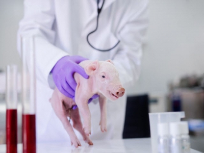 Warning about zinc oxide ban and antibiotic reduction targets in UK pig sector
