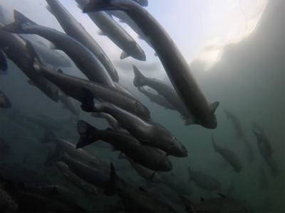 Green light for new Scottish salmon farm