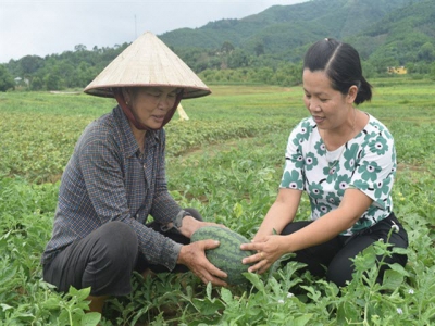 Dưa hấu Phúc Ninh, mùa nước cạn