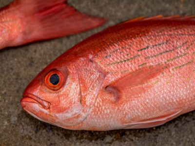Seychelles set for commercial aquaculture debut