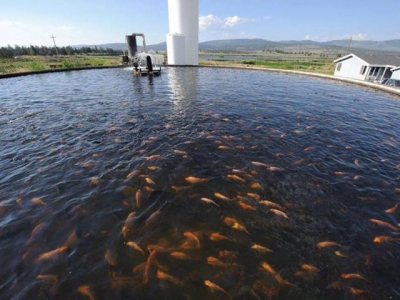 New study aims to make aquaculture work safer