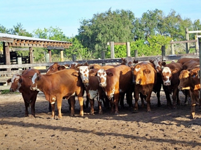 Joined up approach to antimicrobial resistance in US cattle production urged