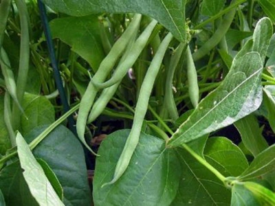 Getting your green beans off to a good start