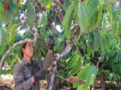 Coffee exports plummet in first half