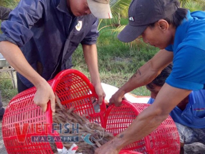 Slump in seafood price causes increasing difficulties to farmers