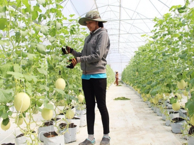 Thanh An - High-tech melon planting is effective