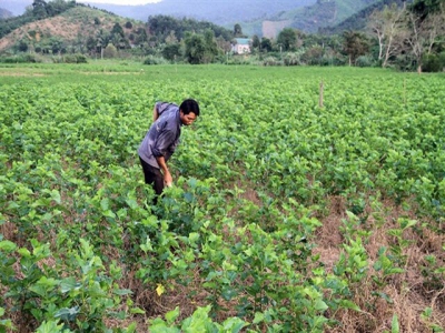 Lam Dong province unveils 5-year plan to develop sericulture