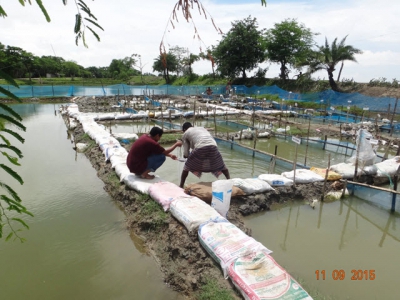 Giảm nhu cầu thức ăn trong nuôi trồng thủy sản