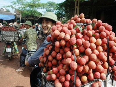 Japan to resume import of Vietnamese fresh lychees soon