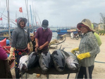 Local tuna exports endure drastic downturn