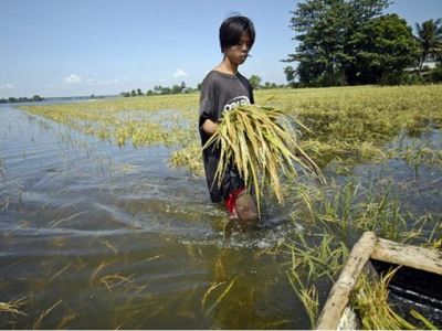 New rice variety for flood and drought-prone areas