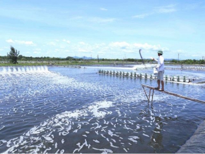 Việt Nam shrimp exports to surge as demand increases