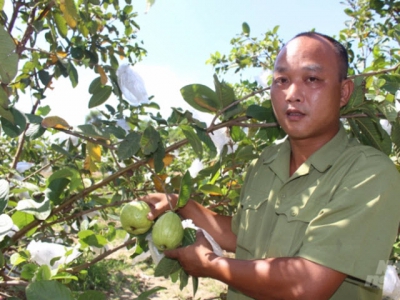 Chinh phục đất cằn, trồng trọt kết hợp chăn nuôi thu tiền tỷ tại Nam Định