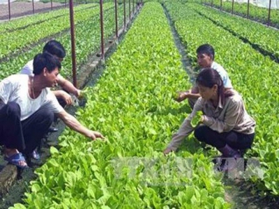 Organic agriculture project adopted