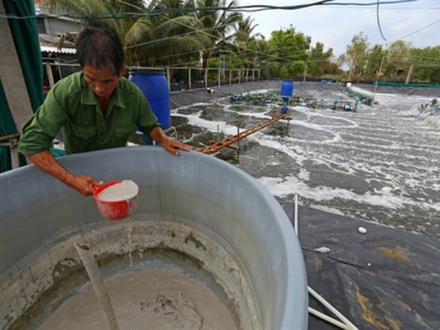 Cà Mau shrimp industry picks up