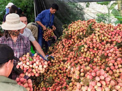 Fruit exports to China down, Vietnam pins hopes on Japan, India