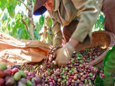 Việt Nams coffee exports up in H1