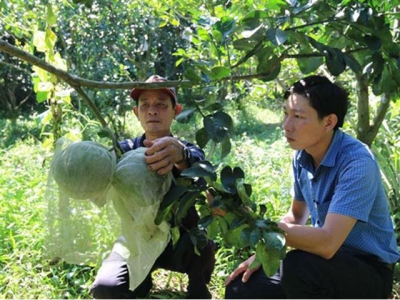 Farmers earn high income from VietGAP-quality grapefruit