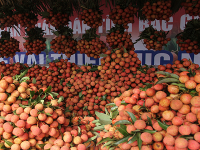 Bac Giang consumes over 151,000 tonnes of lychee, accounting for 80 percent of productivity