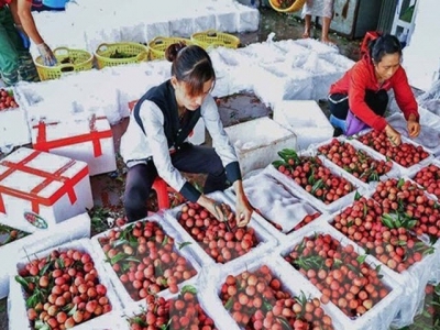 2021 lychee harvest brings revenue of over VND6.8 trillion to Bac Giang