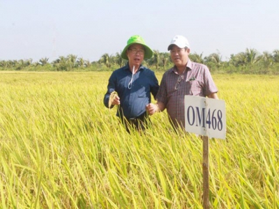 Rice variety OM 468 possesses many potentials for export