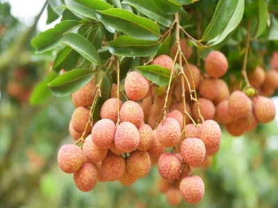 Vietnamese lychees confident of winning over consumers in Netherlands