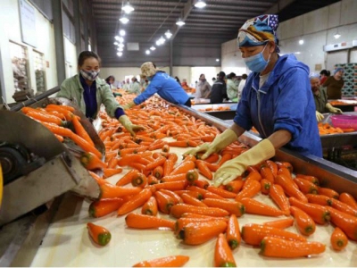 Việt Nams agriculture sector gains export growth in H1