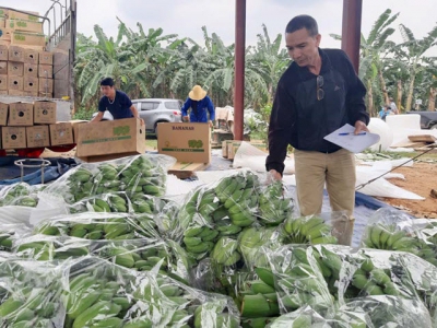 Hoa Binh boosts value chain linkage to develop agricultural economy