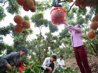 Lychee, longan and other farm produce going strong on digital platforms