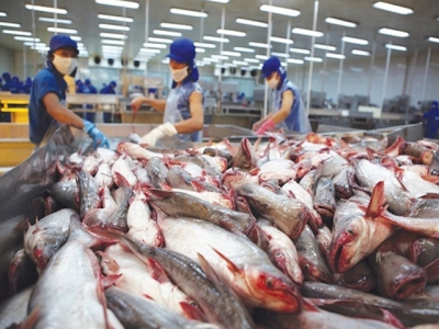 Pangasius export to EU declined 26,2%