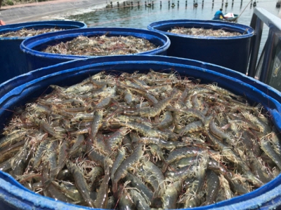 New model changes shrimp farmers’ mindset