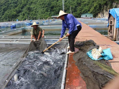 Hoa Binh produces up to 3,880 tonnes of fish in six months