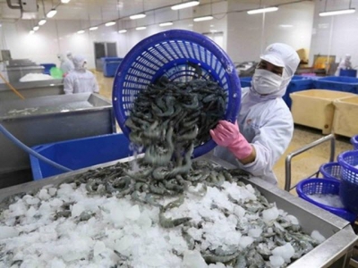 Shrimp exports swell despite COVID-19 pandemic