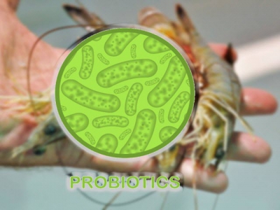 Probiotic trong nuôi tôm