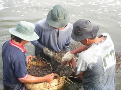 Giá Tôm Nguyên Liệu Tăng Mạnh