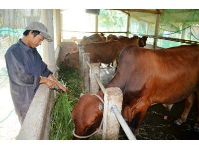 Phát Triển Bò Lai Bán Thâm Canh Ở Hải Lăng