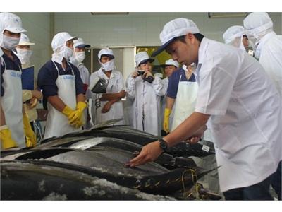 Nhật Mua Cá Ngừ Đại Dương Việt Nam Giá Gấp 5 Lần Nội Địa