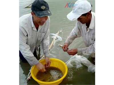 Nuôi Tôm Càng Xanh Trong Ao Đất