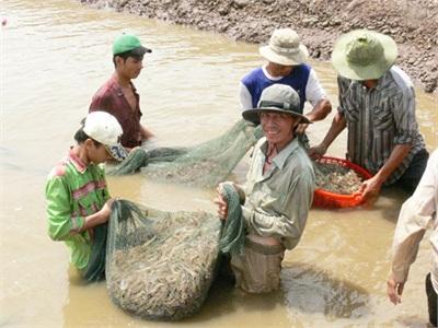 Nhân Rộng Mô Hình Vùng Nuôi Tôm Biển An Toàn Dịch Bệnh Ở An Đức (Bến Tre)