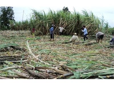 Nông Dân Kiên Giang - Cà Mau Nguy Cơ Về Một Mùa Mía Đắng