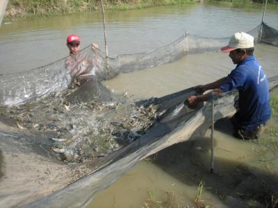 Kỹ thuật nuôi tôm càng xanh trong ao