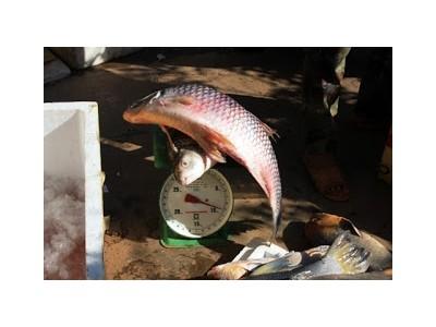 Cá anh vũ Campuchia ươn thối về Việt Nam làm đặc sản