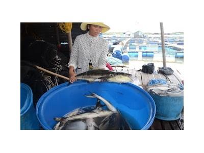 Cá chết hàng loạt dân bán tháo cá bớp giá bèo