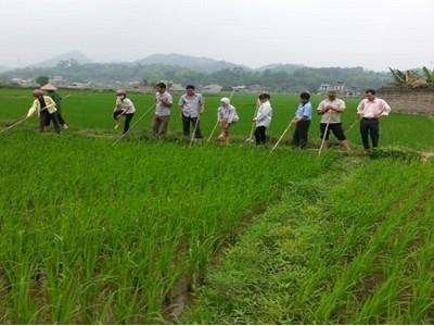 Canh tác lúa giảm phát thải